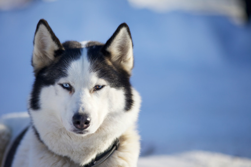 Siberian Husky carattere allevamento