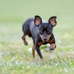 Pinscher