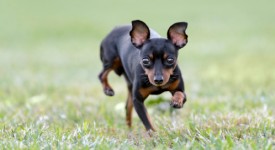 Pinscher