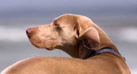 Weimaraner