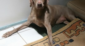 Weimaraner