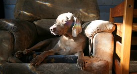 Weimaraner