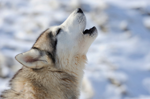 Alaskan Malamute