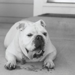 Bulldog inglese bianco