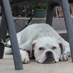 Bulldog inglese bianco