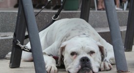 Bulldog inglese bianco