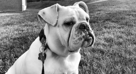 Bulldog inglese bianco