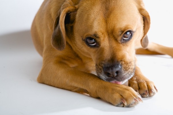 cane lecca sempre rischio granuloma