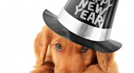 cani gatti meno morti capodanno