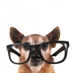 cani con occhiali