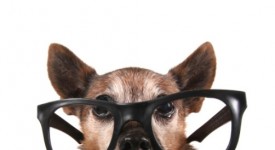 cani con occhiali
