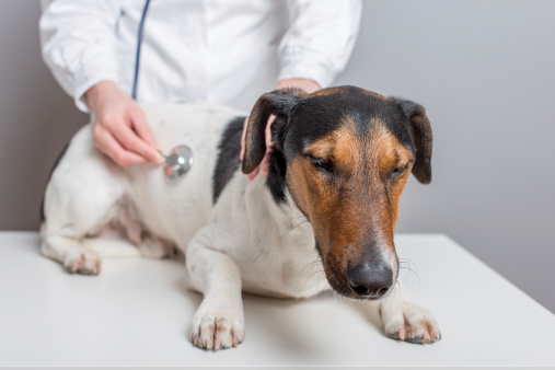 malattia addison ipoadrenocorticismo cane sintomi cure