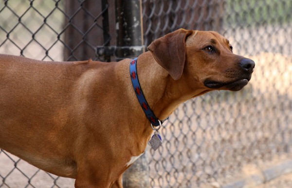 sintomi epilessia cane cosa fare crisi epilettica