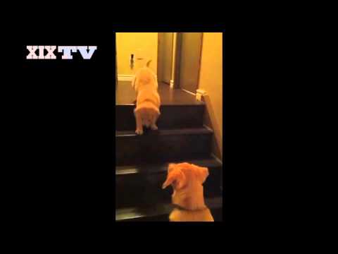 Cane insegna cucciolo come scendere scale VIDEO