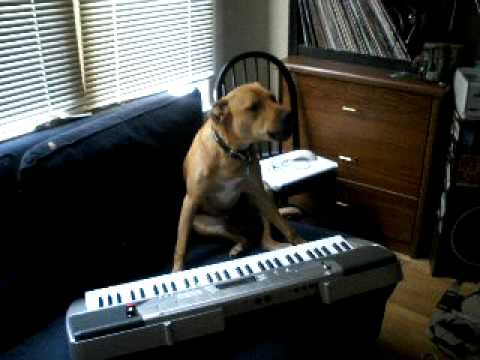 cane canta suona tastiera video