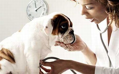 anaplasmosi canina sintomi terapia
