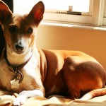 Basenji