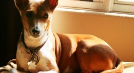 Basenji