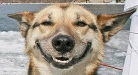 Cani sorridono VIDEO