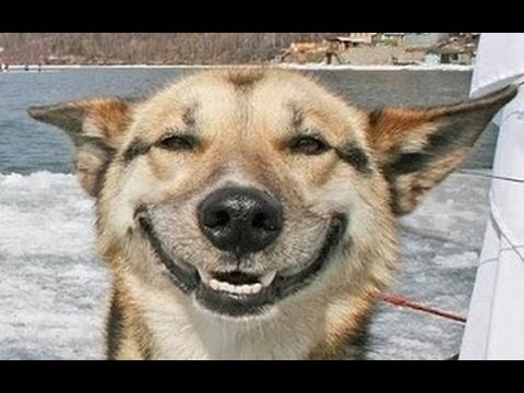 Cani sorridono VIDEO