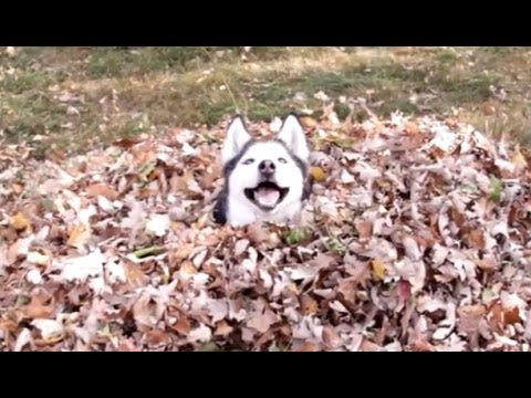 Cani giocano foglie VIDEO