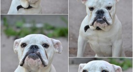 Bulldog inglese bianco