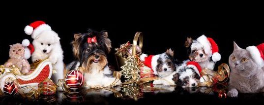 calo vendite cuccioli online Natale arrivano saldi