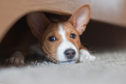 Basenji