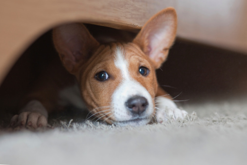 Basenji