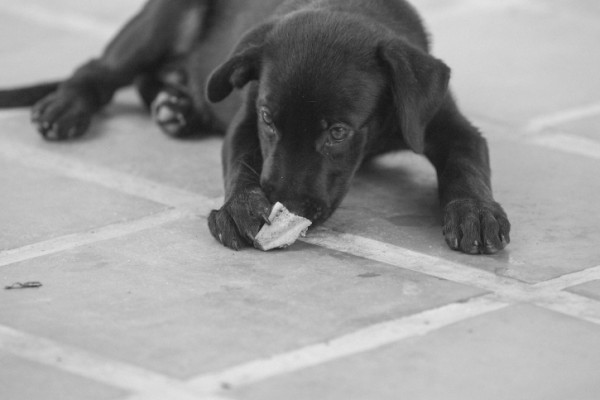 cane denti consumati