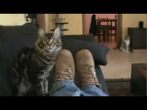 Maine Coon riporta pallina come cane VIDEO