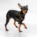 Pinscher