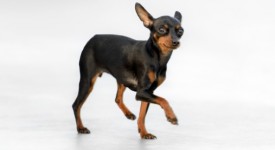 Pinscher