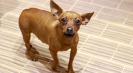 Pinscher