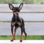 Pinscher