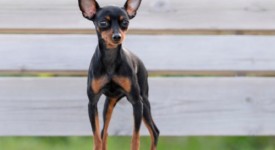 Pinscher