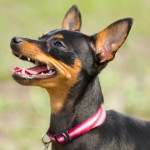 pinscher