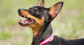 pinscher