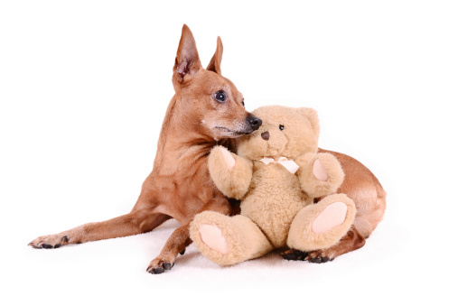 peluche pinscher