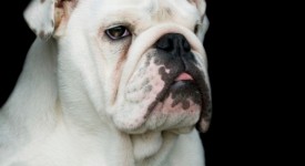 Bulldog inglese bianco