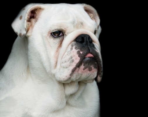 Bulldog inglese bianco