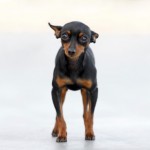 Pinscher