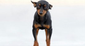 Pinscher