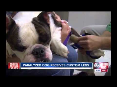 bulldog paralizzato crocks verdi cammina video