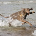 weimaraner