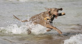 weimaraner