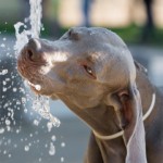 weimaraner