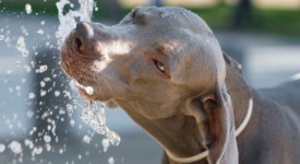 weimaraner