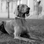 weimaraner