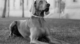 weimaraner